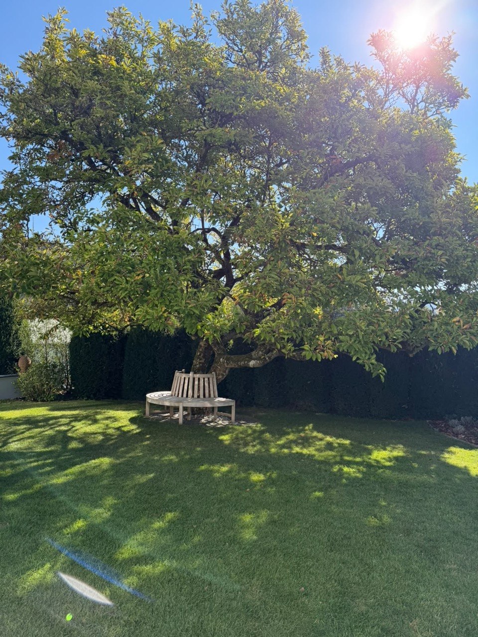 Nachher: Rasen unter dem Baum frei von Laub