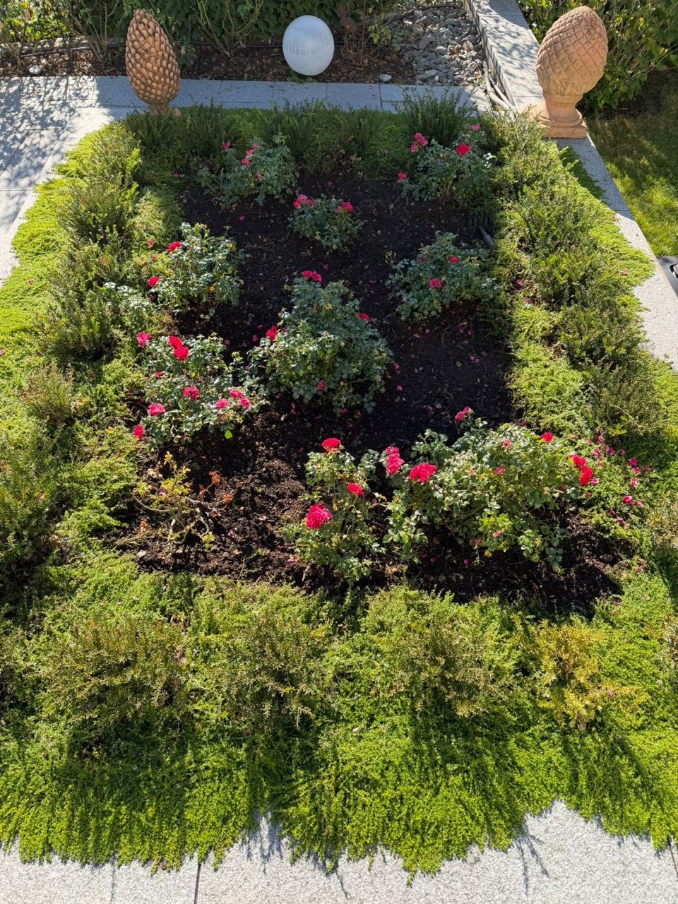 Nachher: gepflegtes Rosenbeet mit freier Erde
